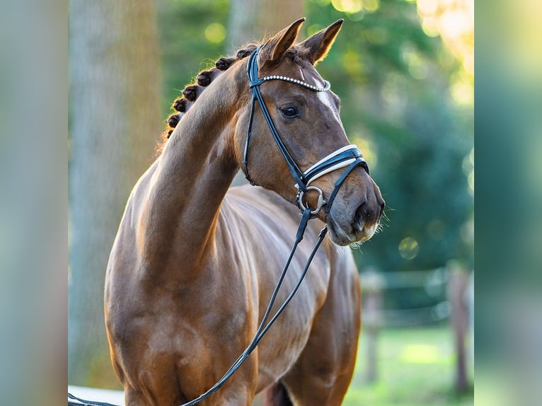 Westphalien Jument 4 Ans 176 cm Alezan in Münster-Handorf