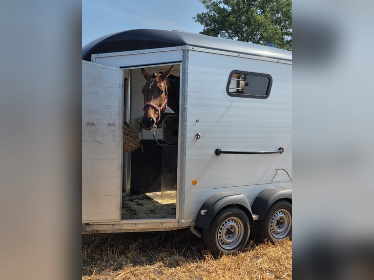 Westphalien Jument 4 Ans 176 cm Bai in Ibbenbüren