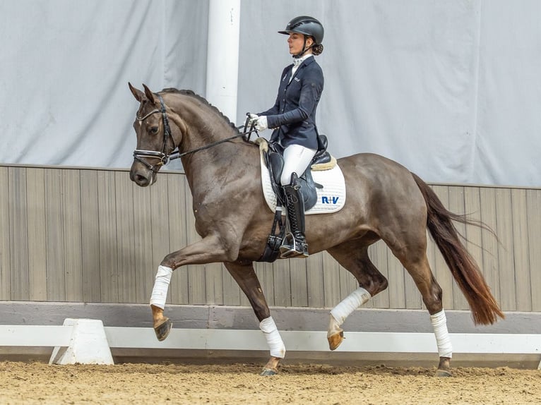Westphalien Jument 4 Ans Alezan brûlé in Münster-Handorf