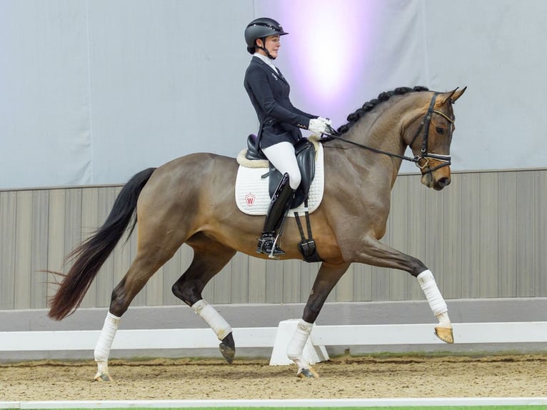 Westphalien Jument 4 Ans Bai in Münster-Handorf