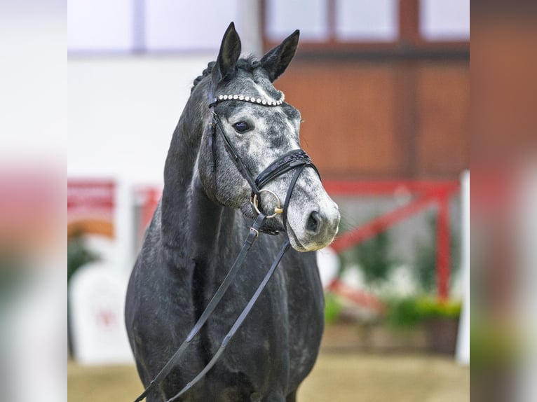 Westphalien Jument 4 Ans Gris in Münster-Handorf