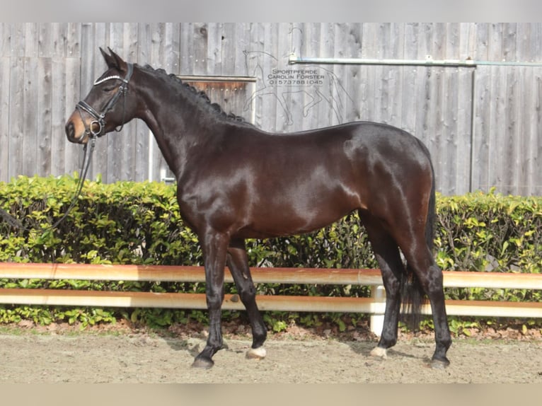 Westphalien Jument 5 Ans 156 cm Bai brun in Reeßum