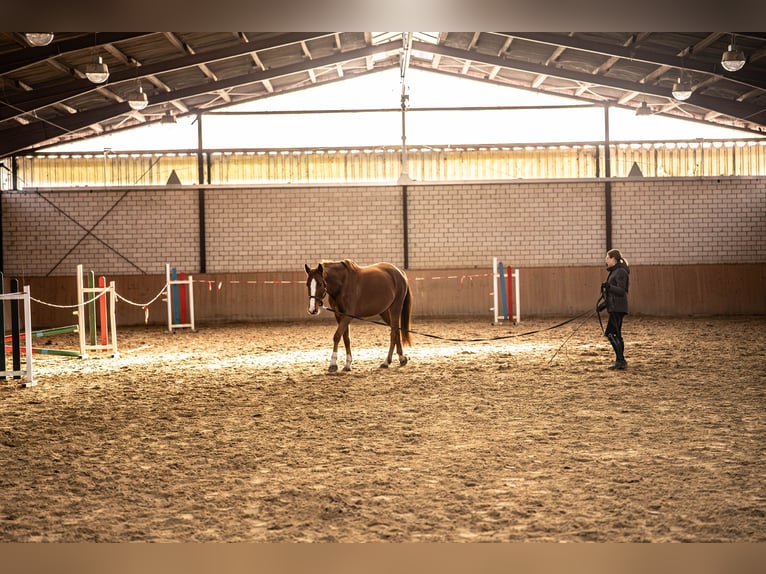 Westphalien Jument 5 Ans 158 cm Alezan in Glandorf