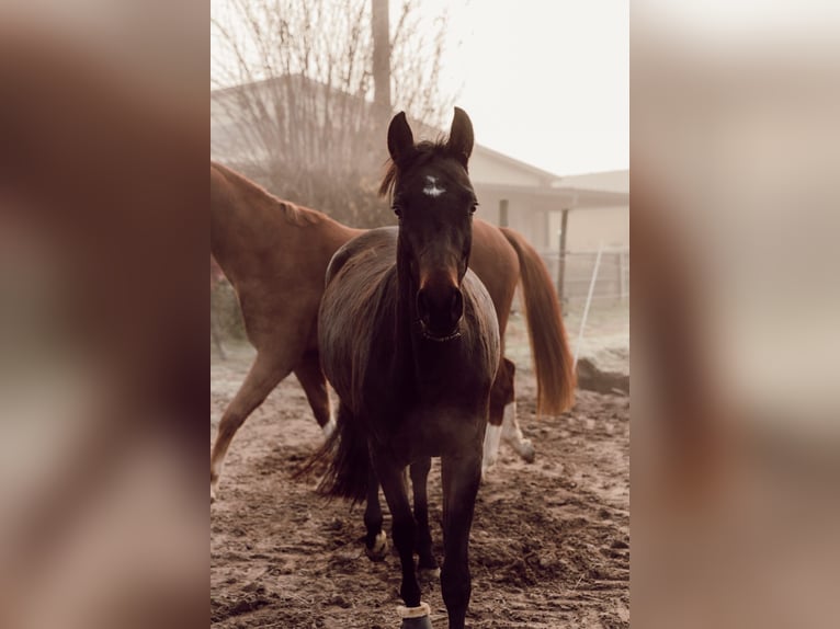 Westphalien Jument 5 Ans 160 cm Bai brun in Karlsdorf-Neuthard