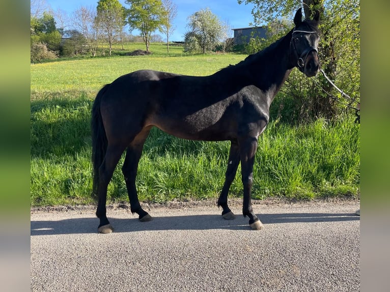 Westphalien Jument 5 Ans 160 cm Bai brun foncé in Ingelfingen