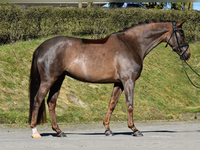 Westphalien Jument 5 Ans 161 cm Alezan brûlé in Fürstenau