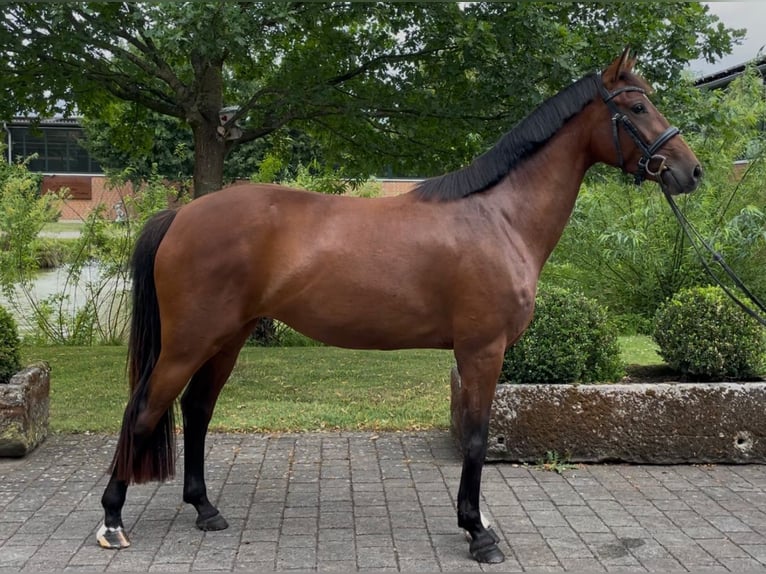 Westphalien Jument 5 Ans 161 cm Bai in Altenberge