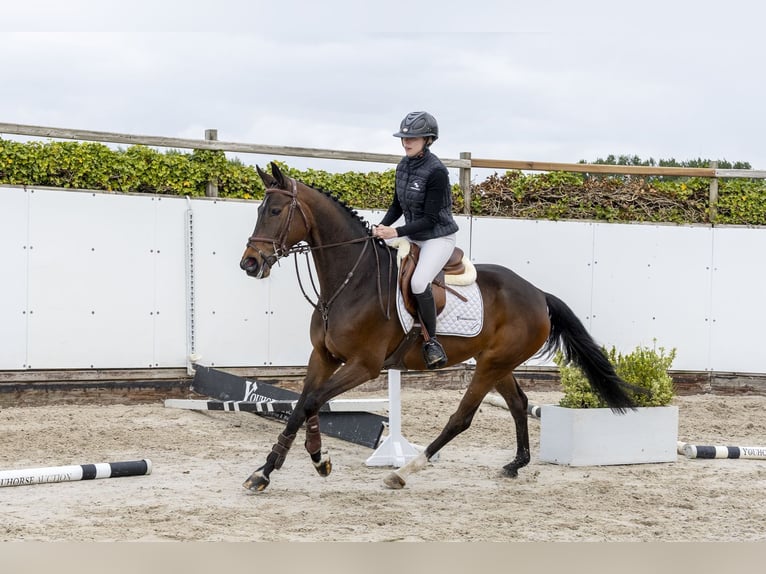 Westphalien Jument 5 Ans 161 cm  in Waddinxveen