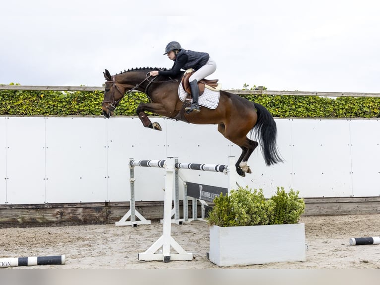 Westphalien Jument 5 Ans 161 cm  in Waddinxveen