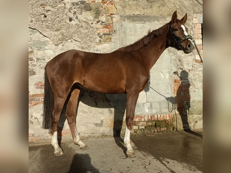 Westphalien Jument 5 Ans 162 cm Alezan brûlé in Mügeln