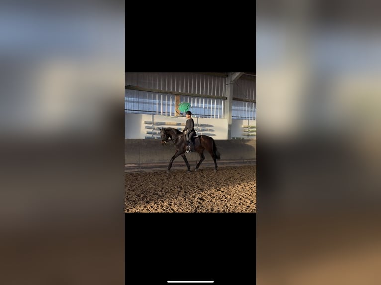 Westphalien Jument 5 Ans 162 cm Bai brun in Drolshagen