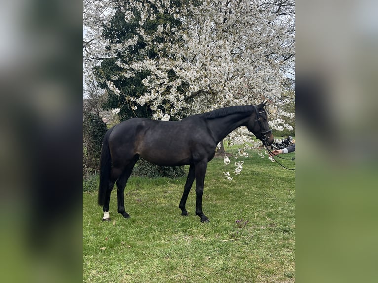 Westphalien Jument 5 Ans 162 cm Bai brun foncé in Ludwigsfelde