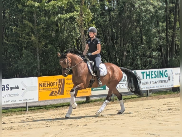 Westphalien Jument 5 Ans 162 cm Bai in Heek