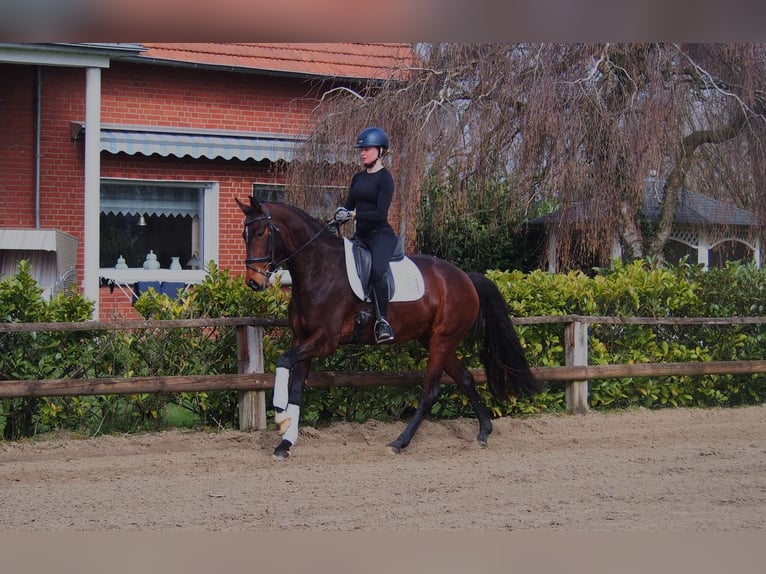 Westphalien Jument 5 Ans 163 cm Bai in Altenberge