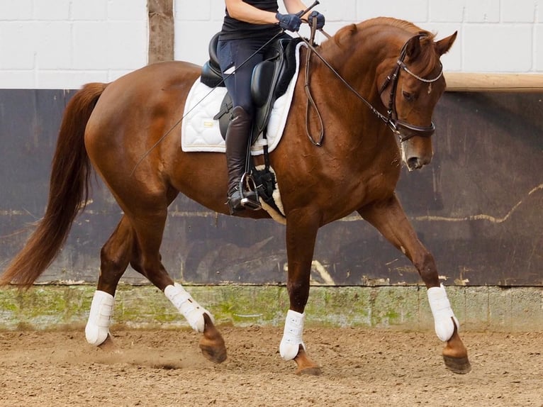 Westphalien Jument 5 Ans 164 cm Alezan in Meinerzhagen