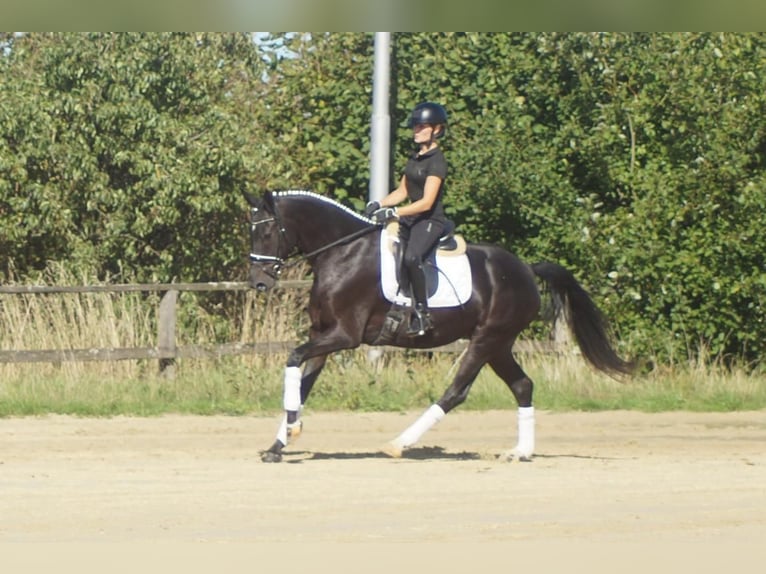 Westphalien Jument 5 Ans 164 cm Bai brun foncé in Iserlohn