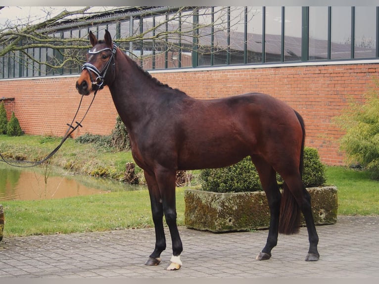 Westphalien Jument 5 Ans 164 cm Bai in Altenberge