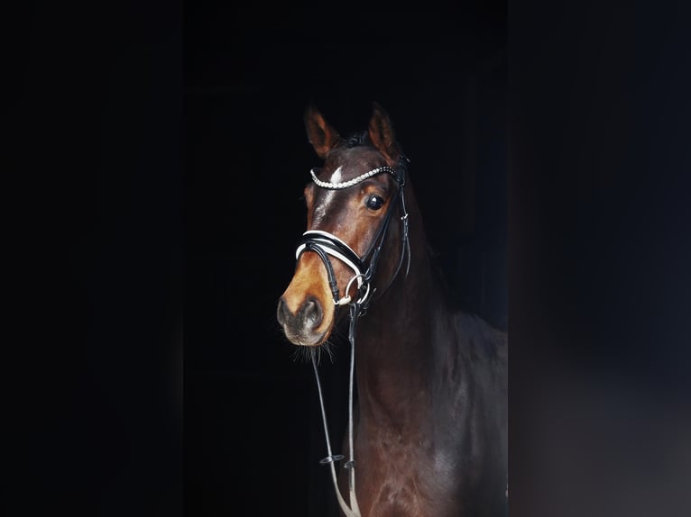 Westphalien Jument 5 Ans 164 cm Bai in Altenberge