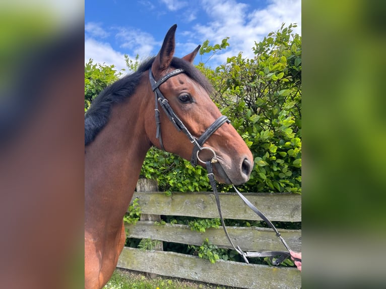 Westphalien Jument 5 Ans 164 cm Bai in Einbeck