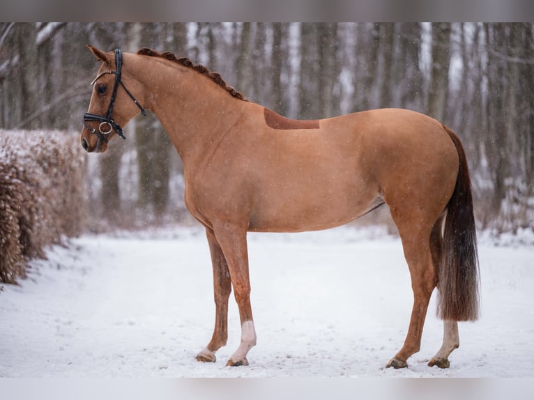 Westphalien Jument 5 Ans 165 cm Alezan in Wehringen