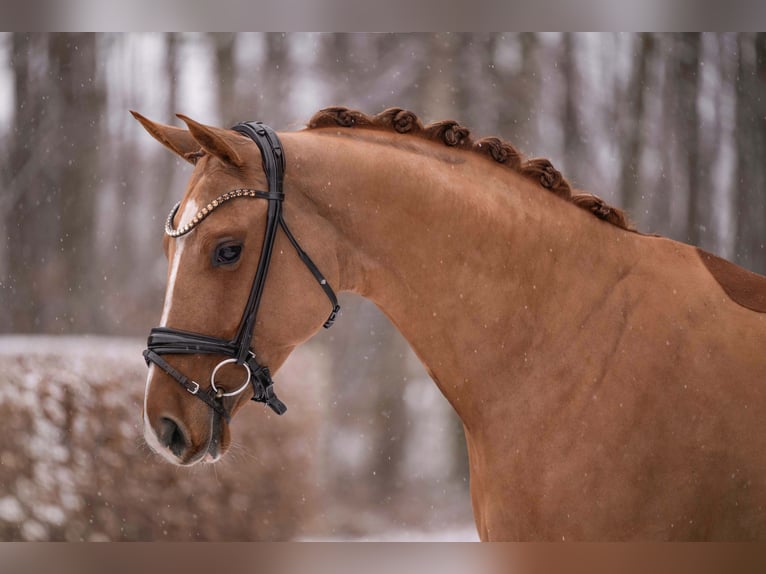 Westphalien Jument 5 Ans 165 cm Alezan in Wehringen