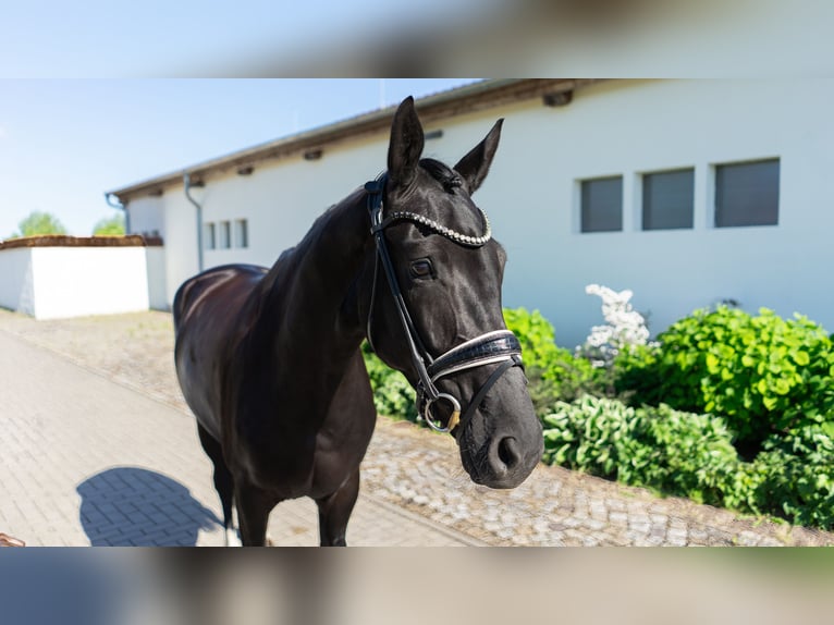 Westphalien Jument 5 Ans 165 cm Bai brun in Sangerhausen