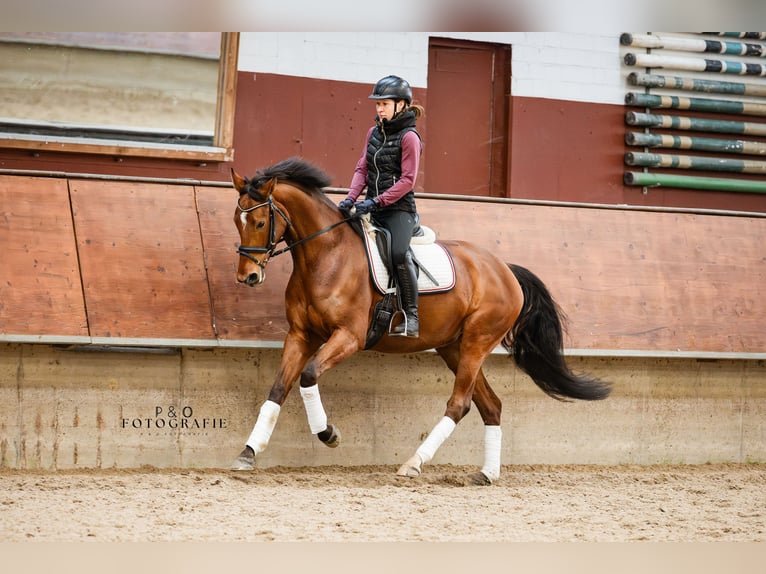 Westphalien Jument 5 Ans 165 cm Bai in Marl