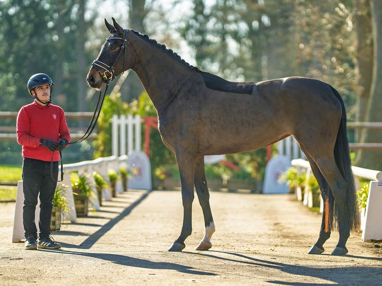 Westphalien Jument 5 Ans 165 cm Bai in Münster-Handorf