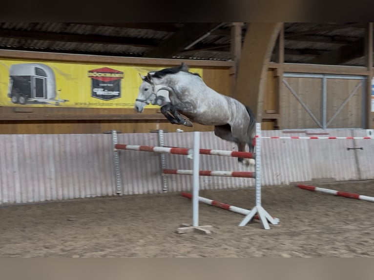 Westphalien Jument 5 Ans 165 cm Gris in Schenklengsfeld