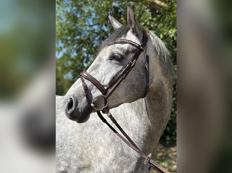 Westphalien Jument 5 Ans 165 cm Gris pommelé in Schmilau
