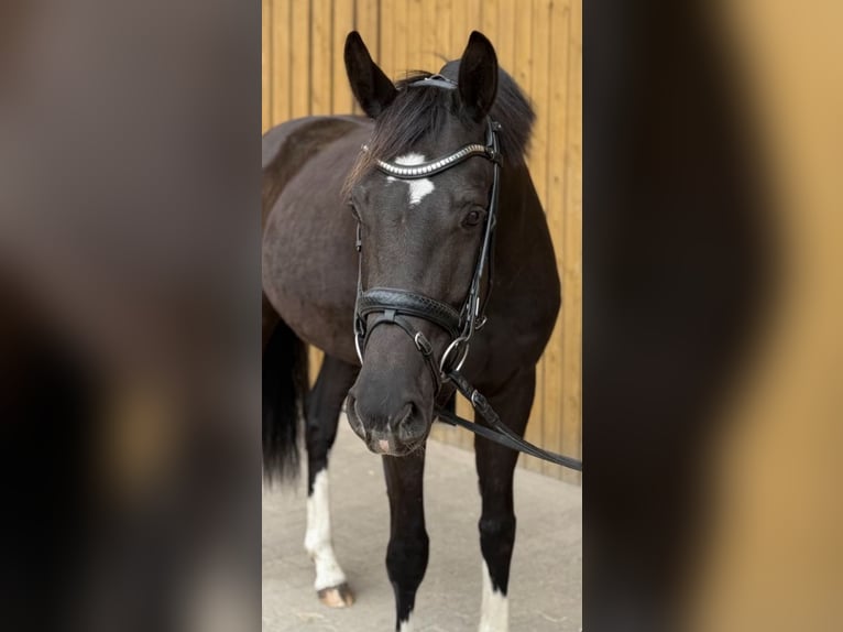 Westphalien Jument 5 Ans 166 cm Bai brun foncé in Hörstel