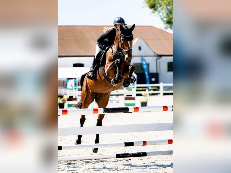 Westphalien Jument 5 Ans 166 cm Bai cerise in Liniewko Kościerskie