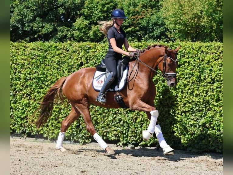 Westphalien Jument 5 Ans 167 cm Alezan in Fröndenberg