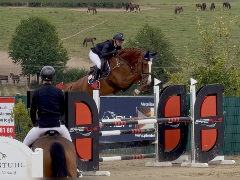 Westphalien Jument 5 Ans 167 cm Alezan in Wermelskirchen