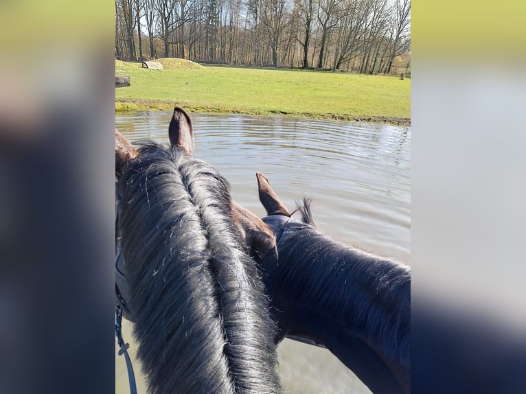 Westphalien Jument 5 Ans 167 cm Bai in Sendenhorst