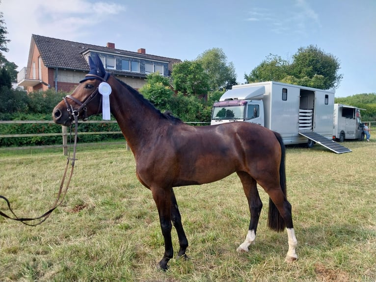 Westphalien Jument 5 Ans 167 cm Bai in Sendenhorst