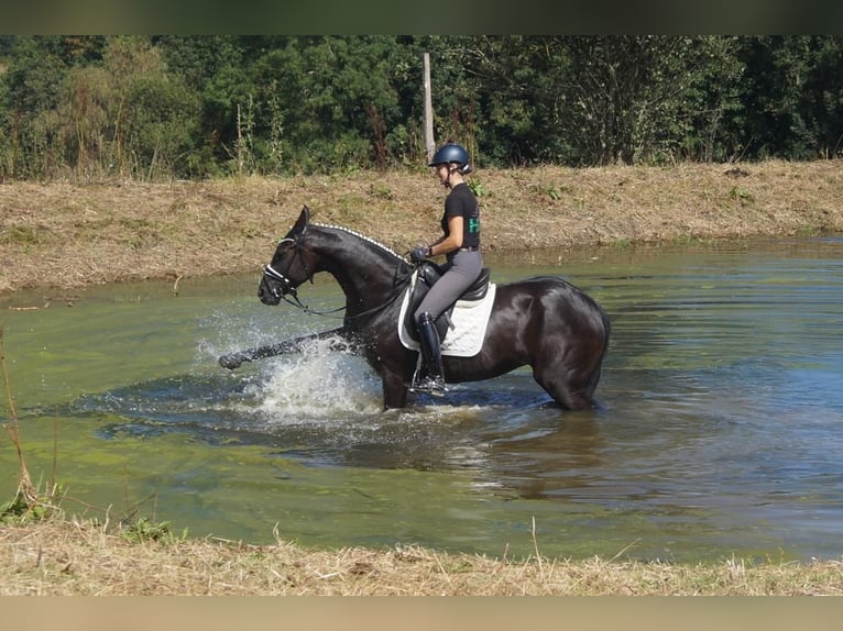 Westphalien Jument 5 Ans 167 cm Noir in Iserlohn