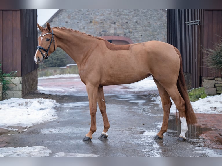 Westphalien Jument 5 Ans 168 cm Alezan in Bramsche