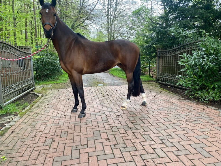 Westphalien Jument 5 Ans 168 cm Bai brun in Ahaus
