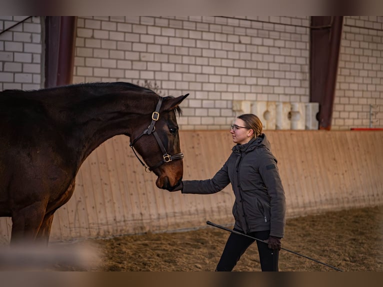 Westphalien Jument 5 Ans 168 cm Bai in Glandorf