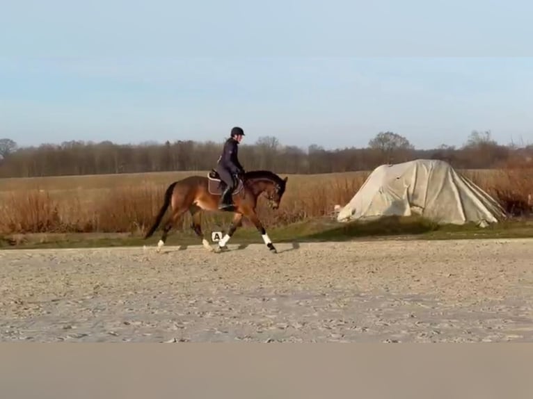 Westphalien Jument 5 Ans 168 cm Bai in Pronstorf