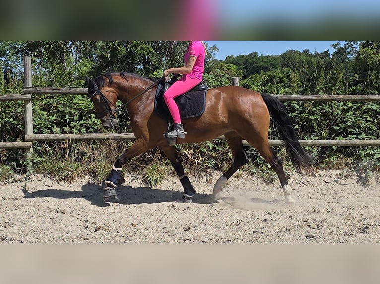 Westphalien Jument 5 Ans 168 cm Bai in Wachtendonk