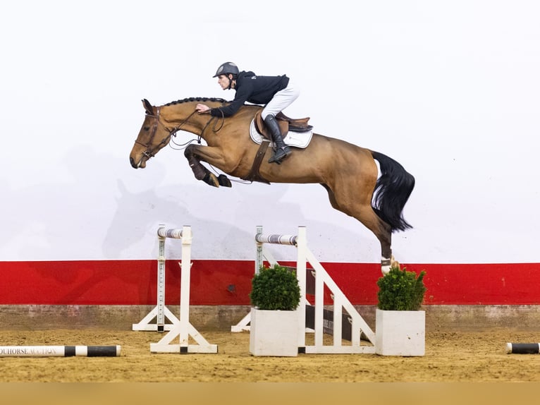 Westphalien Jument 5 Ans 168 cm Bai in Waddinxveen