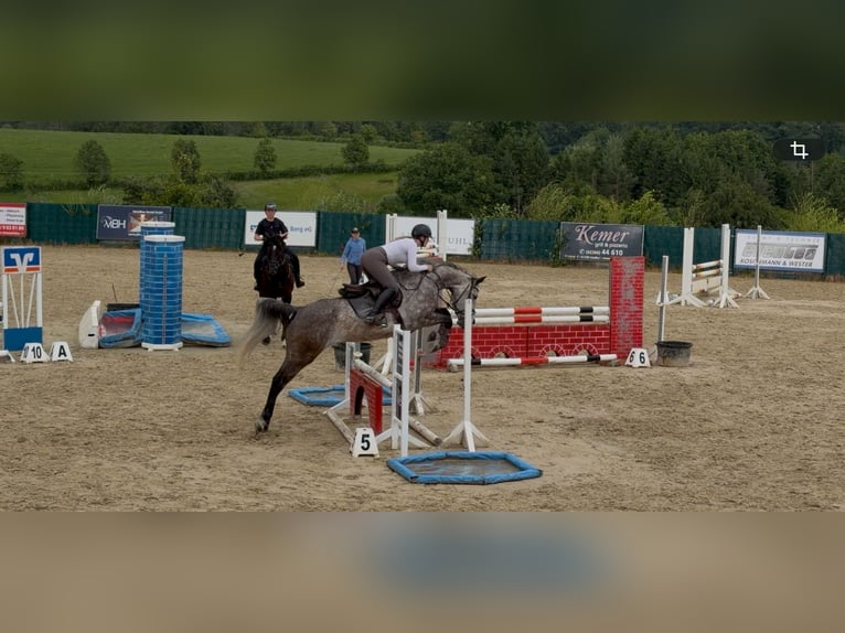Westphalien Jument 5 Ans 168 cm Gris in Lindlar