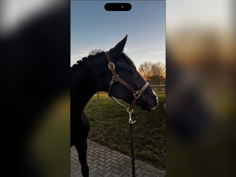 Westphalien Jument 5 Ans 168 cm Noir in Bönen