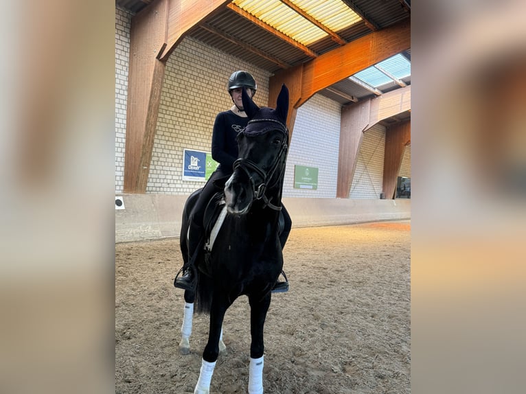 Westphalien Jument 5 Ans 168 cm Noir in Bönen