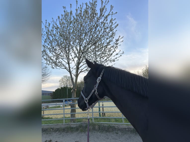 Westphalien Jument 5 Ans 168 cm Noir in Sankt Goar