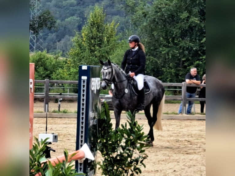 Westphalien Jument 5 Ans 168 cm Rouan bleu in Beverungen