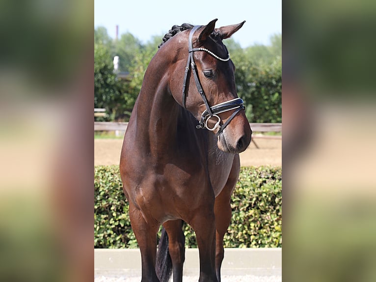 Westphalien Jument 5 Ans 169 cm Bai brun in Willich