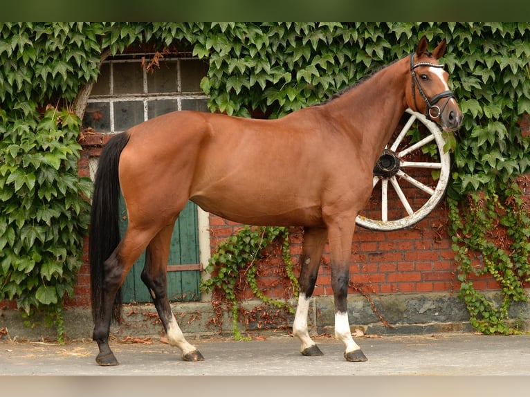 Westphalien Jument 5 Ans 169 cm Bai clair in Schloß Holte-Stukenbrock